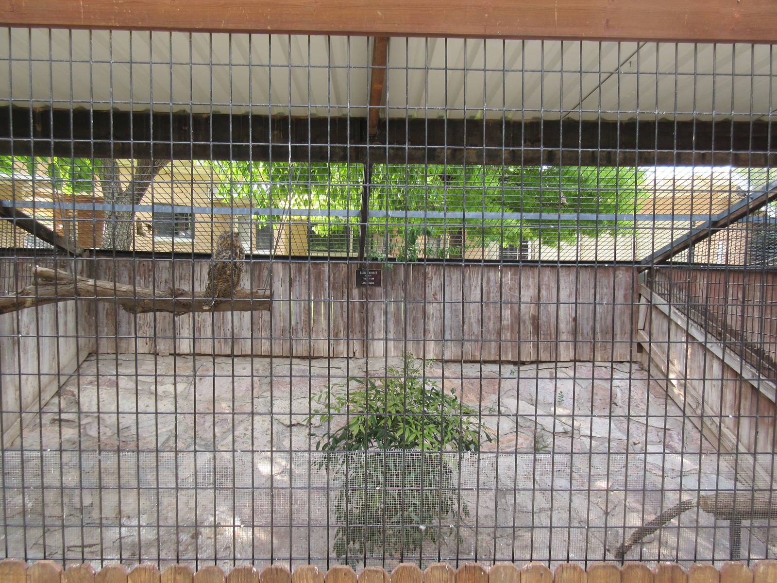 Great Horned Owl Exhibit