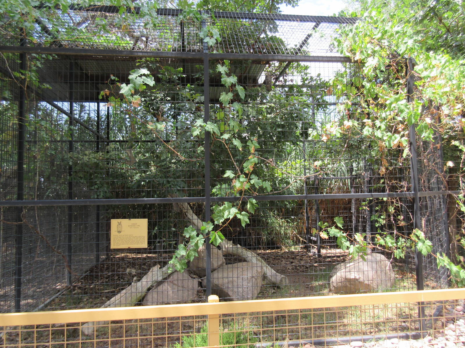 Great Horned Owl Exhibit