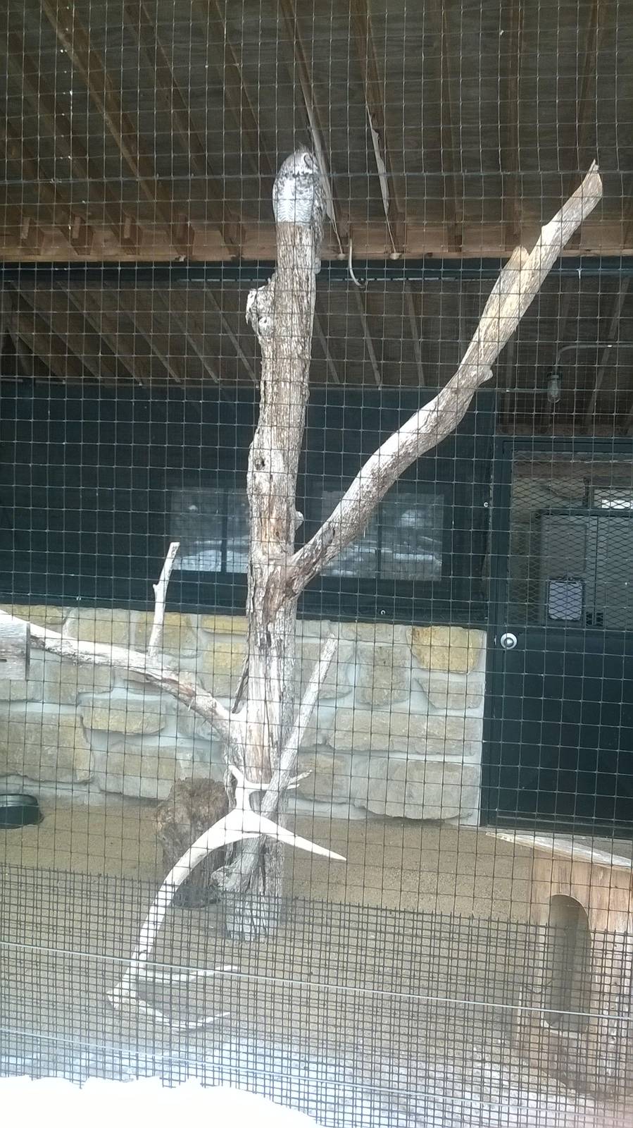 Great Horned Owl Exhibit