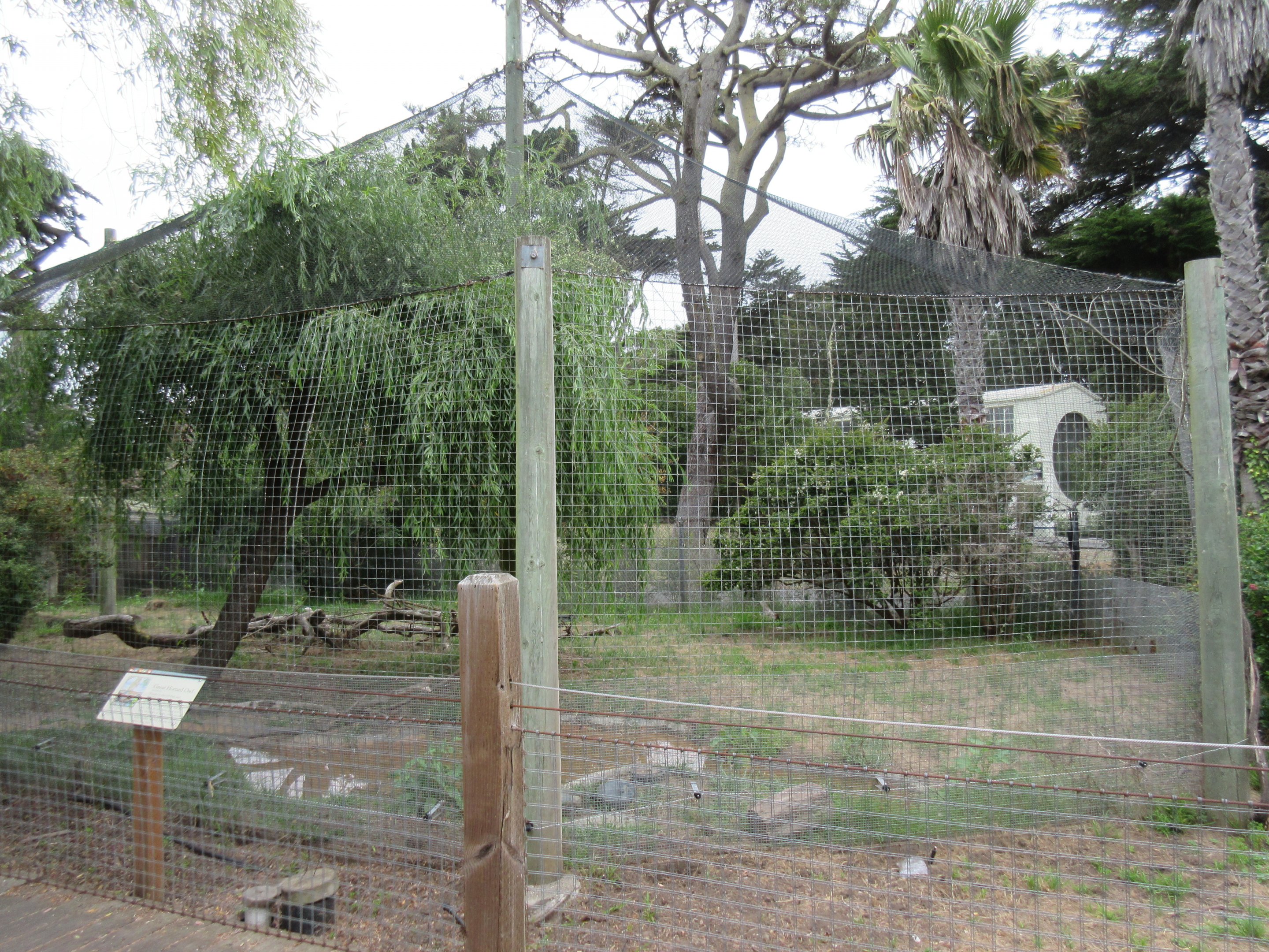 Great Horned Owl Exhibit