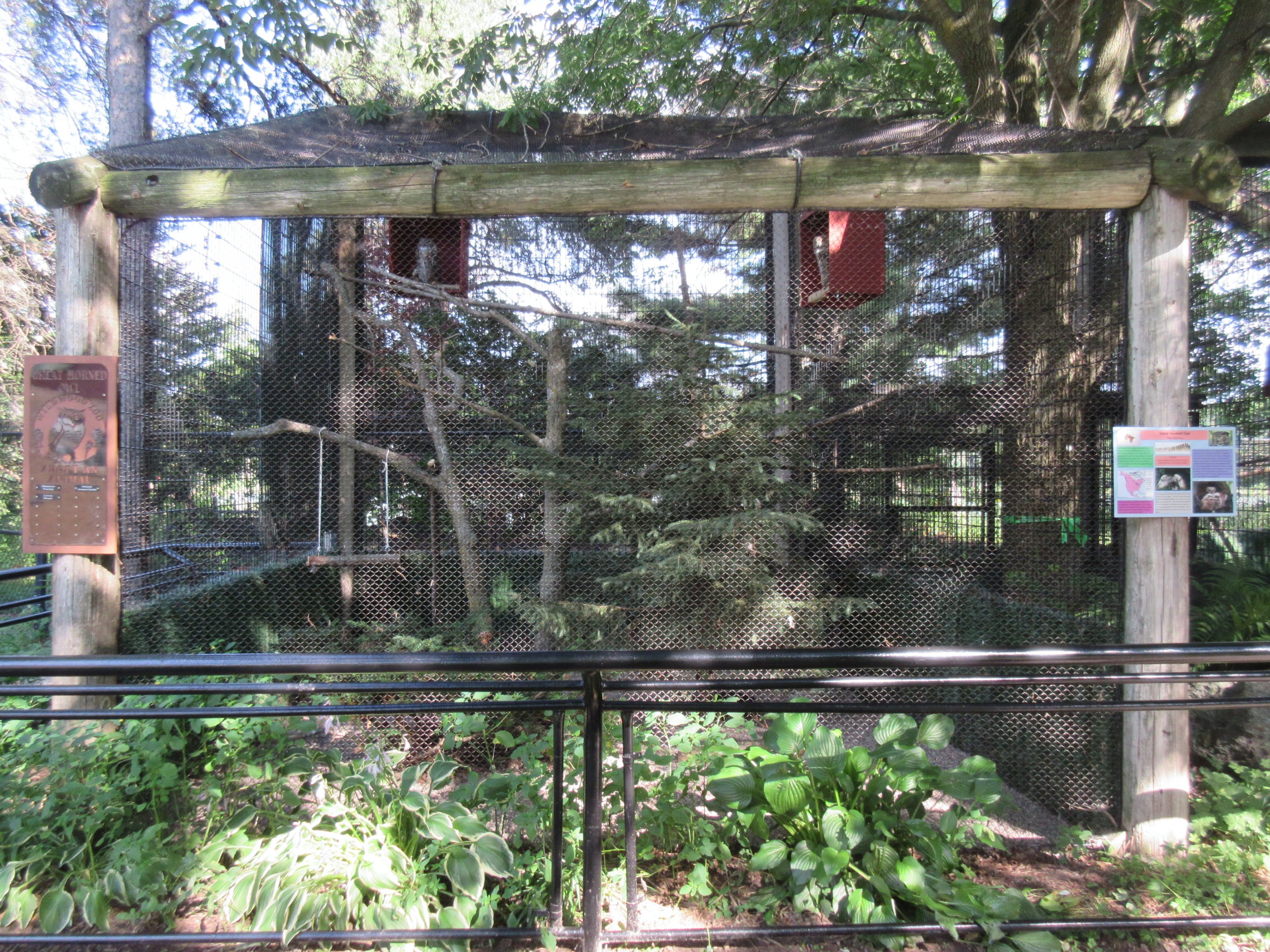 Great Horned Owl Exhibit