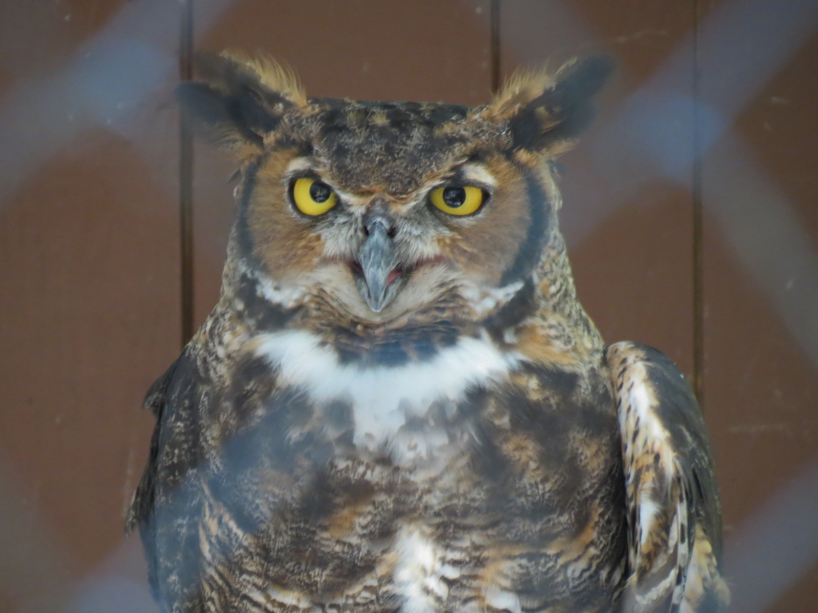 Great Horned Owl Exhibit