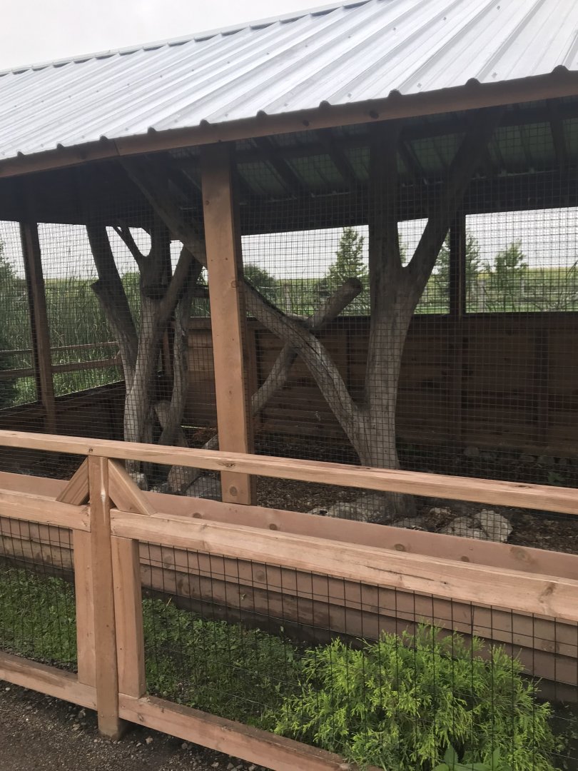 Great-Horned Owl Exhibit