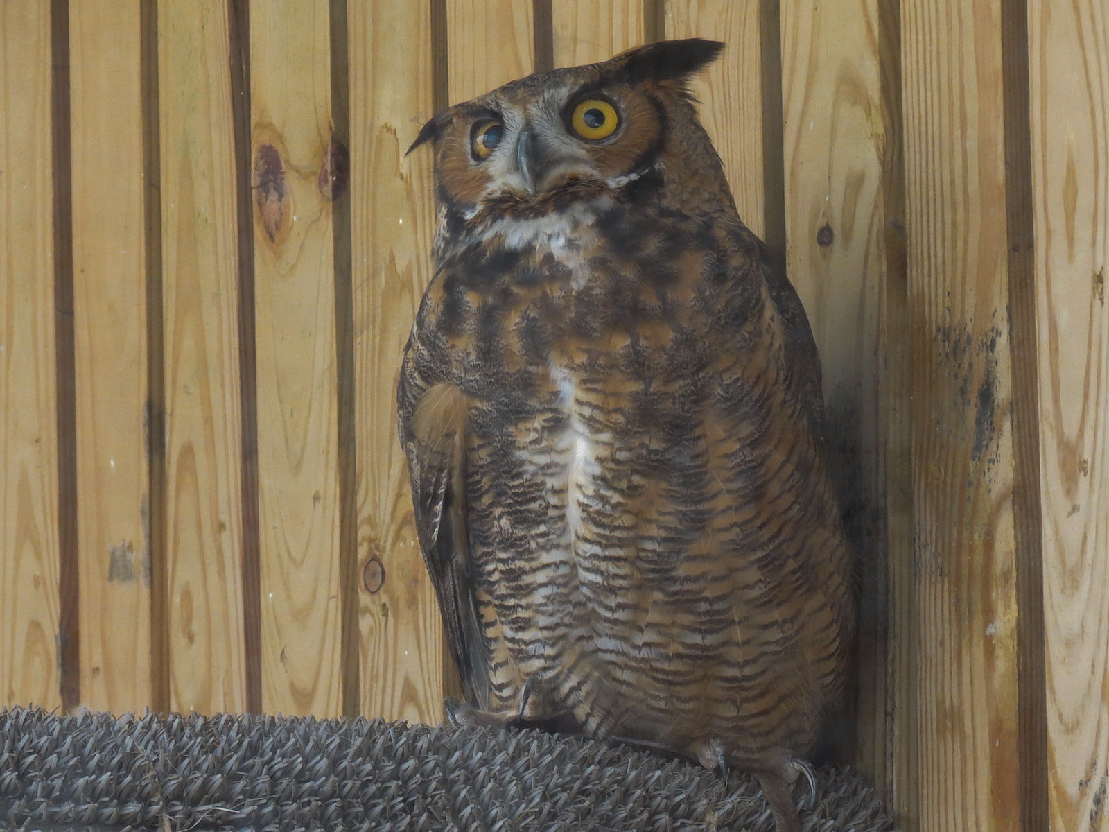 Great Horned Owl Exhibit