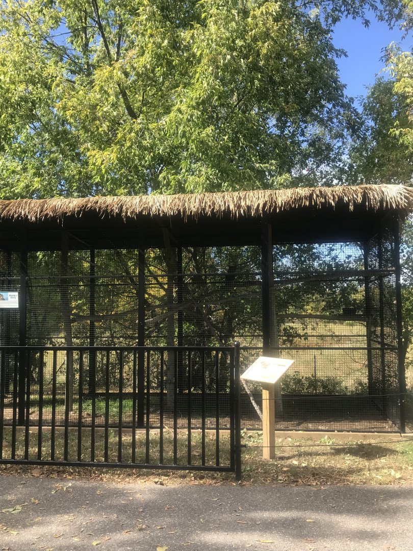 Great-Horned Owl Exhibit