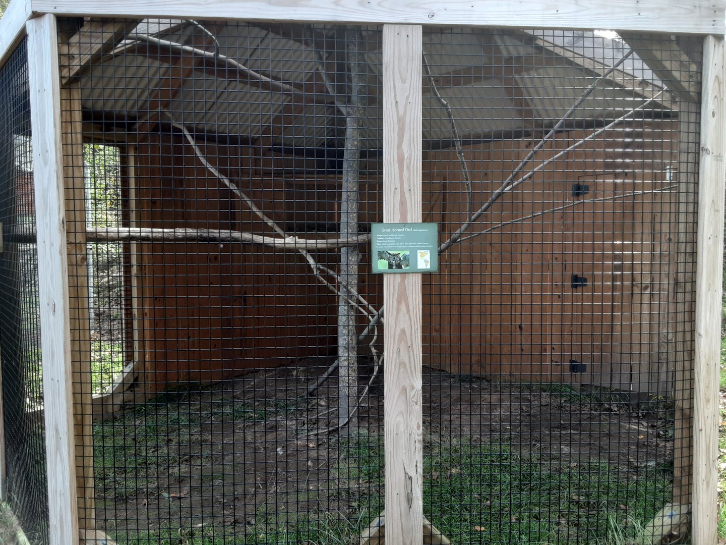 Great-horned Owl exhibit