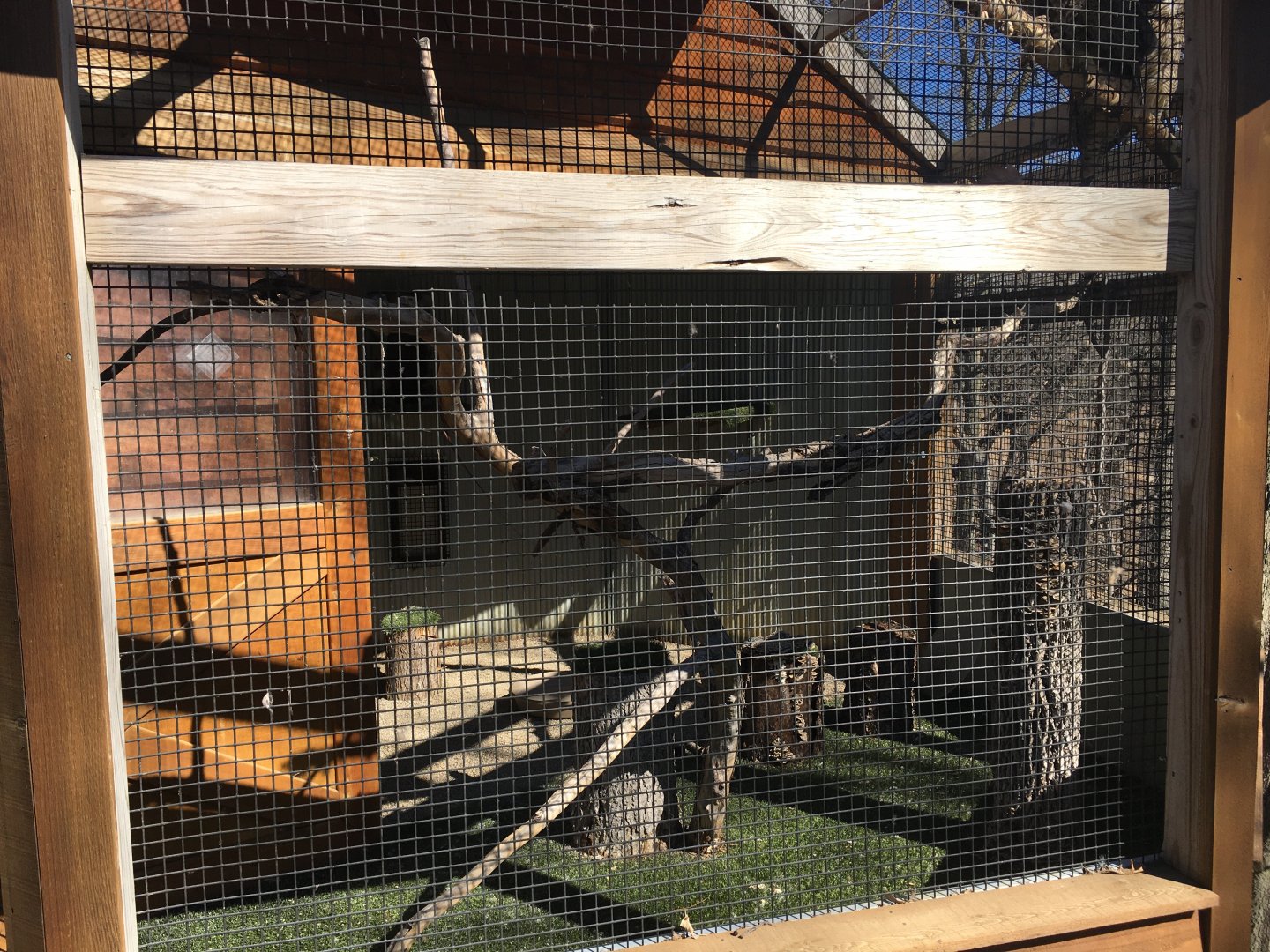 Great Horned Owl Exhibit