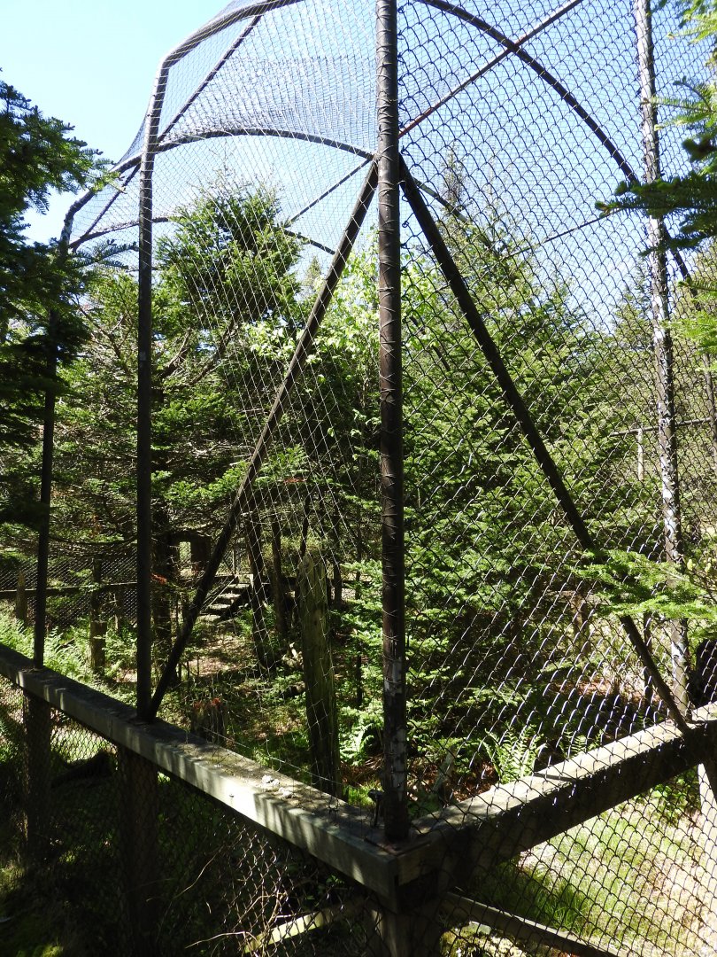 Great Horned Owl exhibit