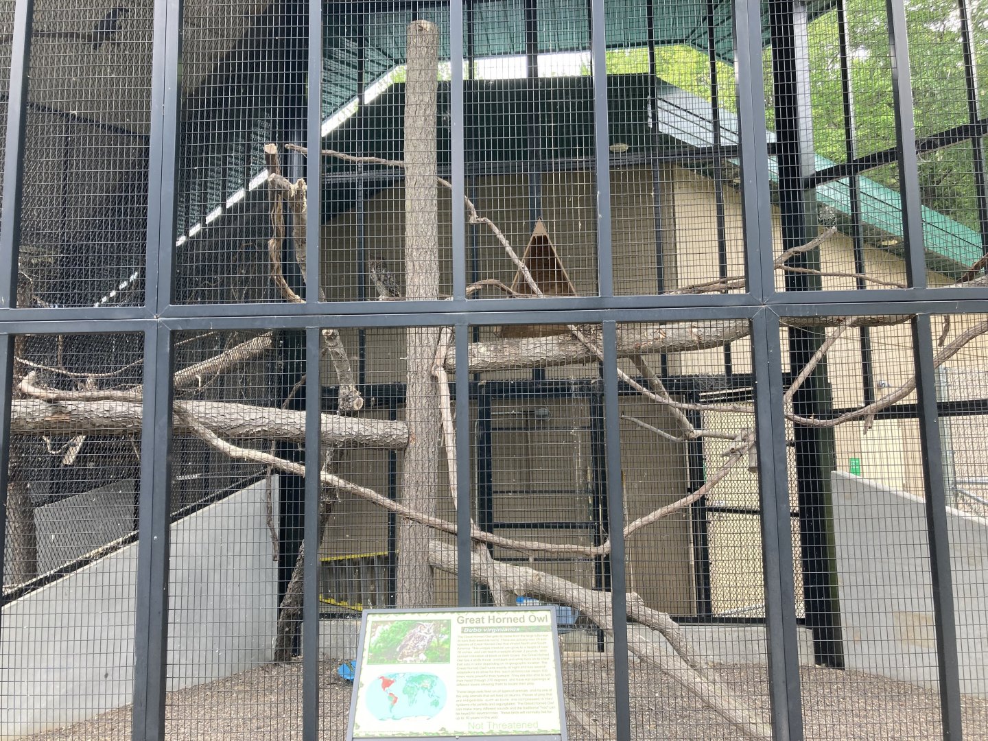 Great Horned Owl Exhibit