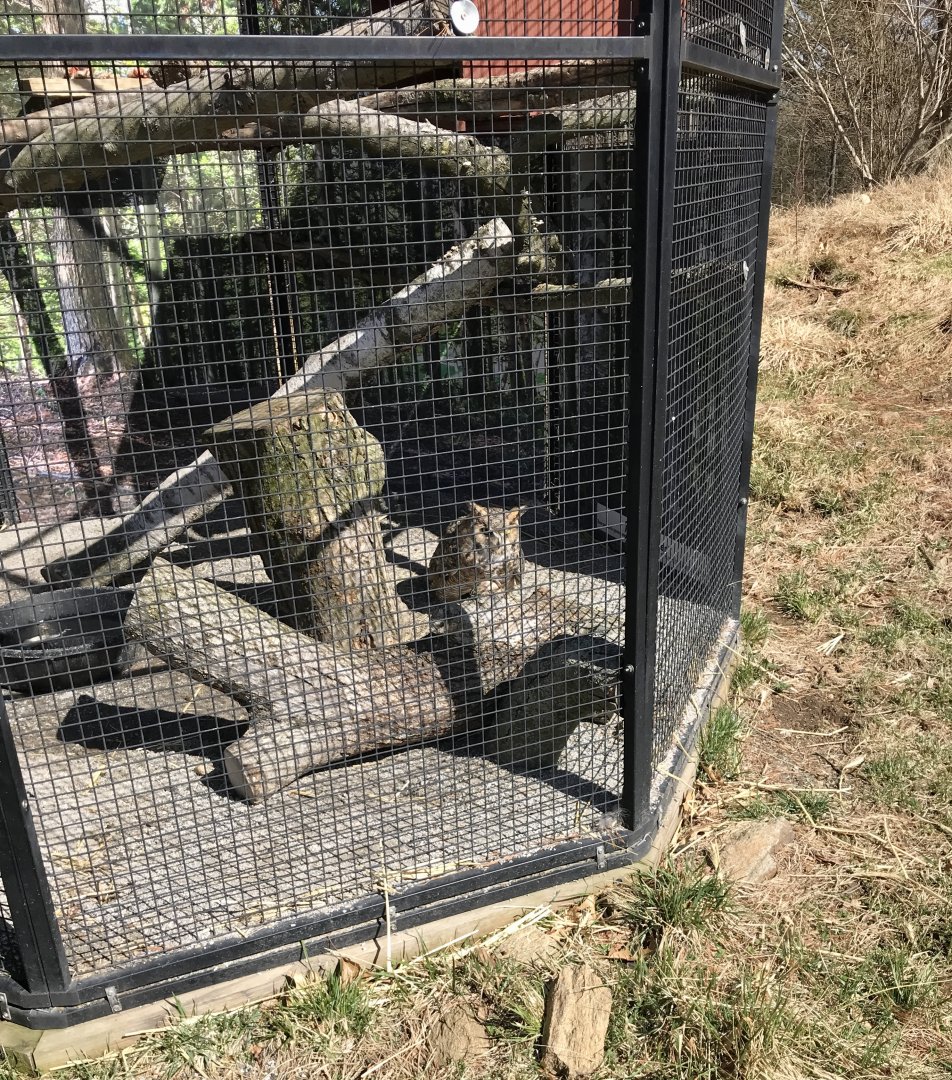 Great Horned Owl Exhibit