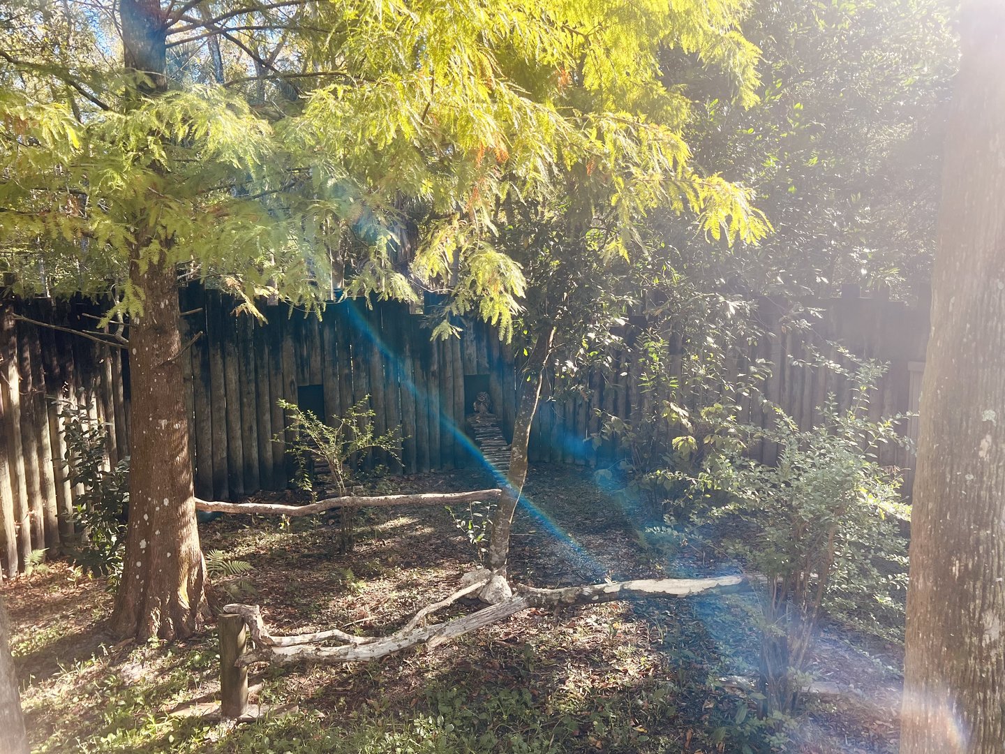 Great Horned Owl Exhibit