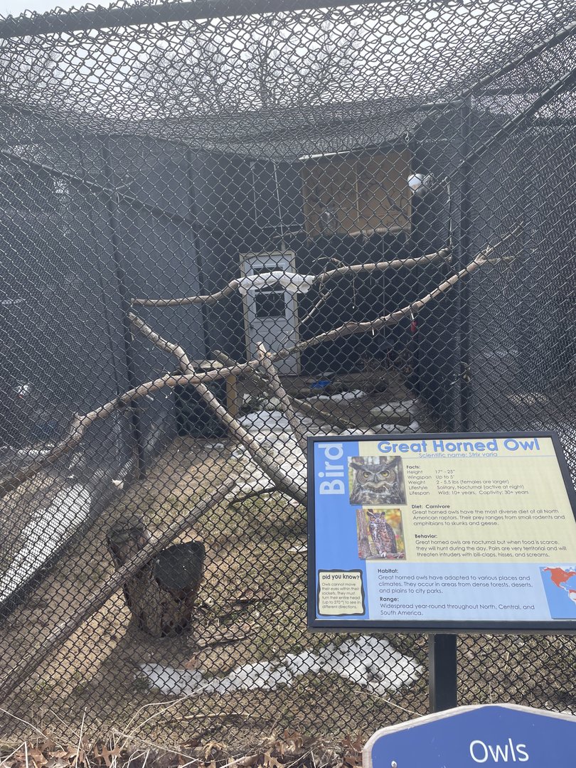 Great Horned Owl Exhibit