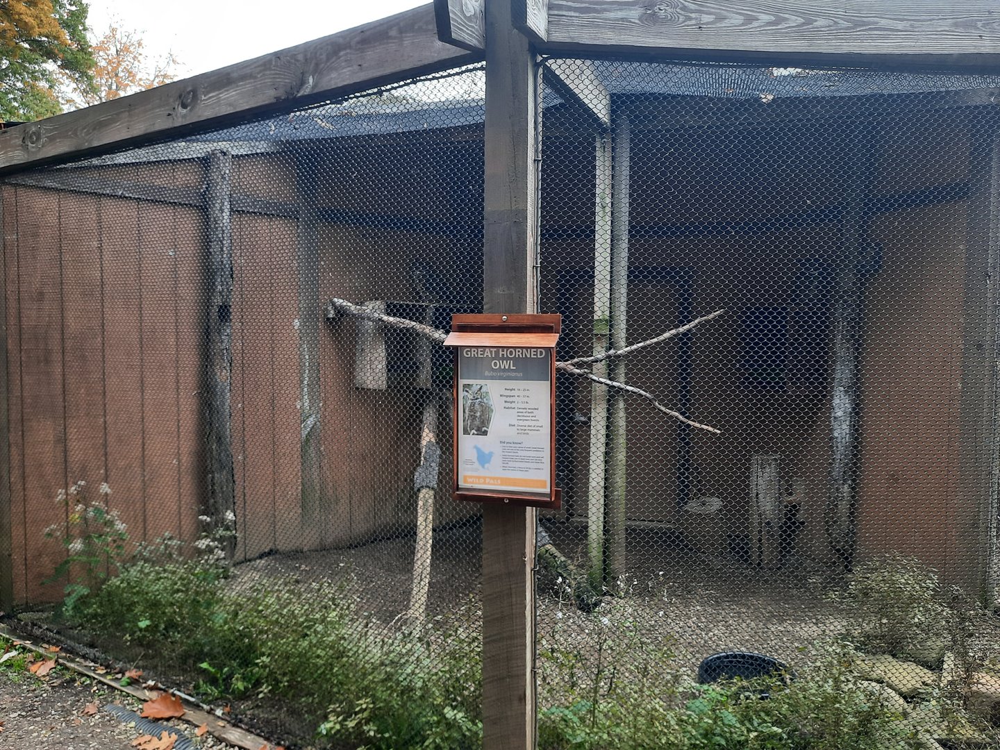 Great Horned Owl Exhibit