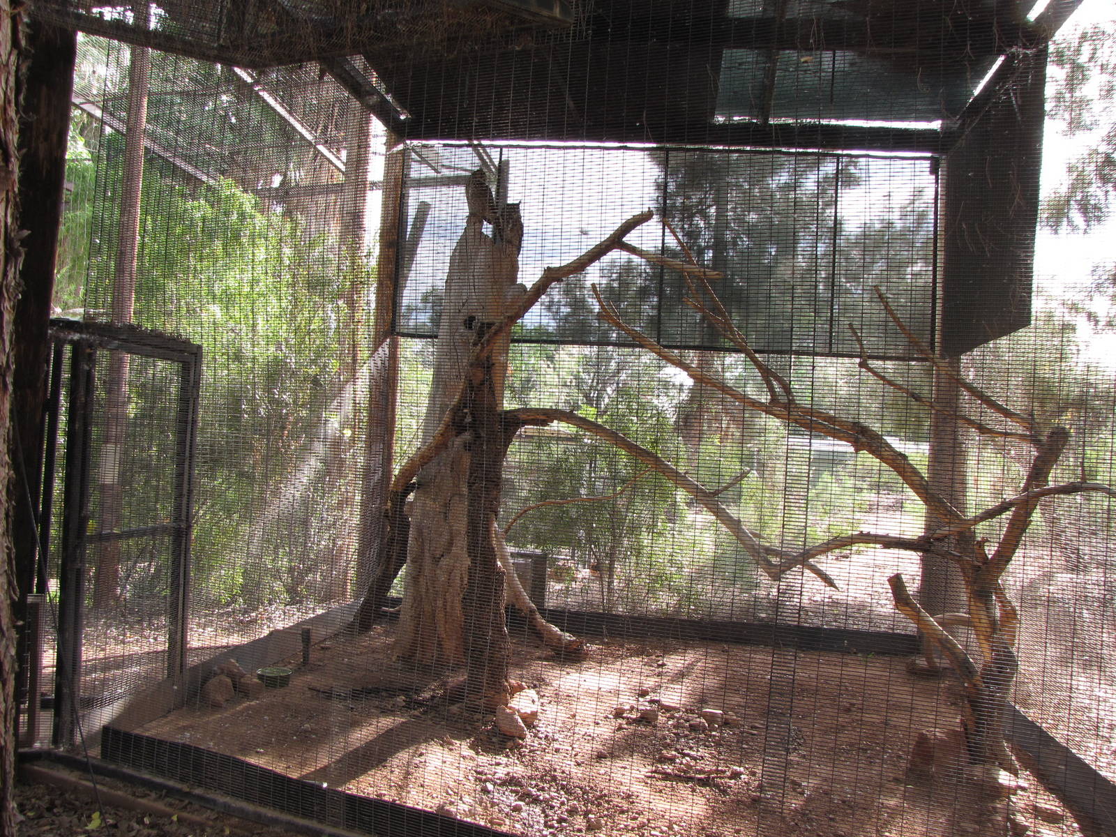 Great Horned Owl Exhibit