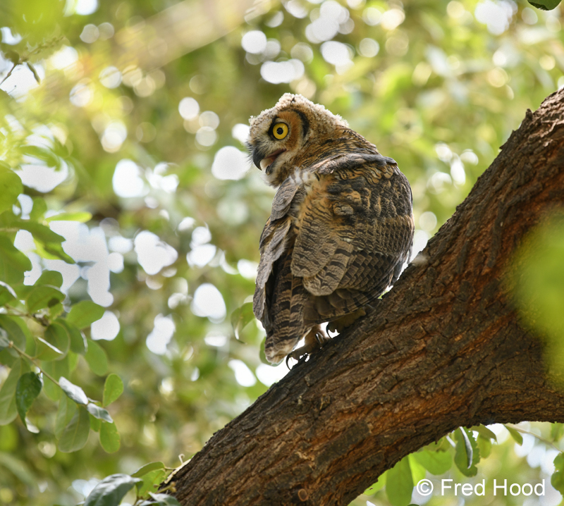 great horned owl fledgling