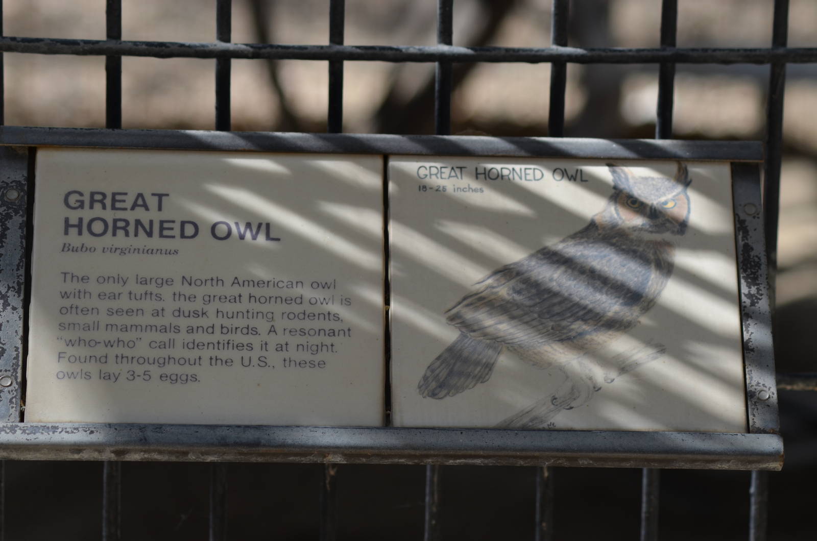 Great Horned Owl Information Signage