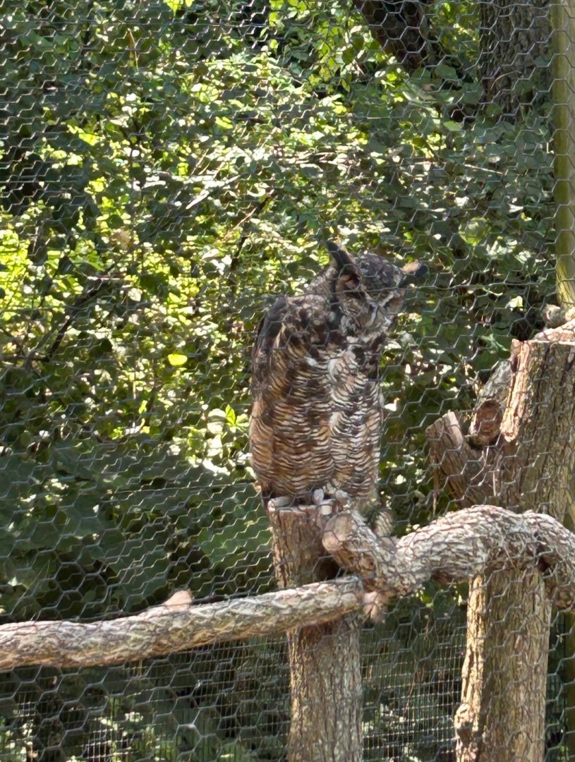 Great Horned Owl (Kellogg Bird Sanctuary, Augusta, MI, 8/7/25)