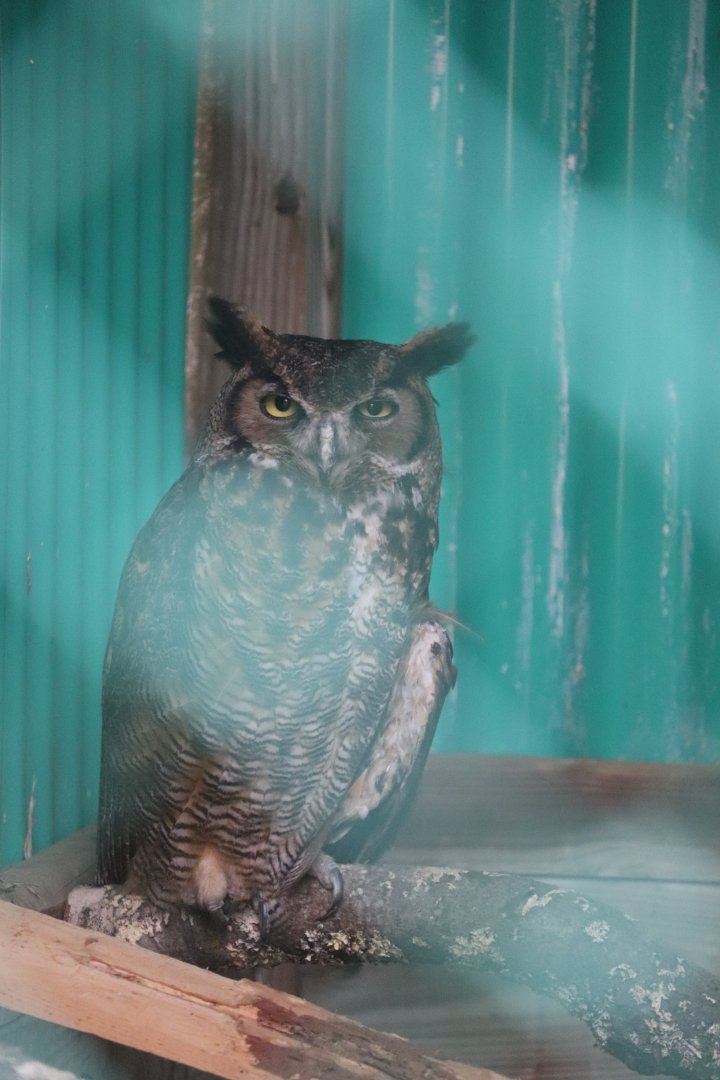 Great Horned Owl - Maine Wildlife Park