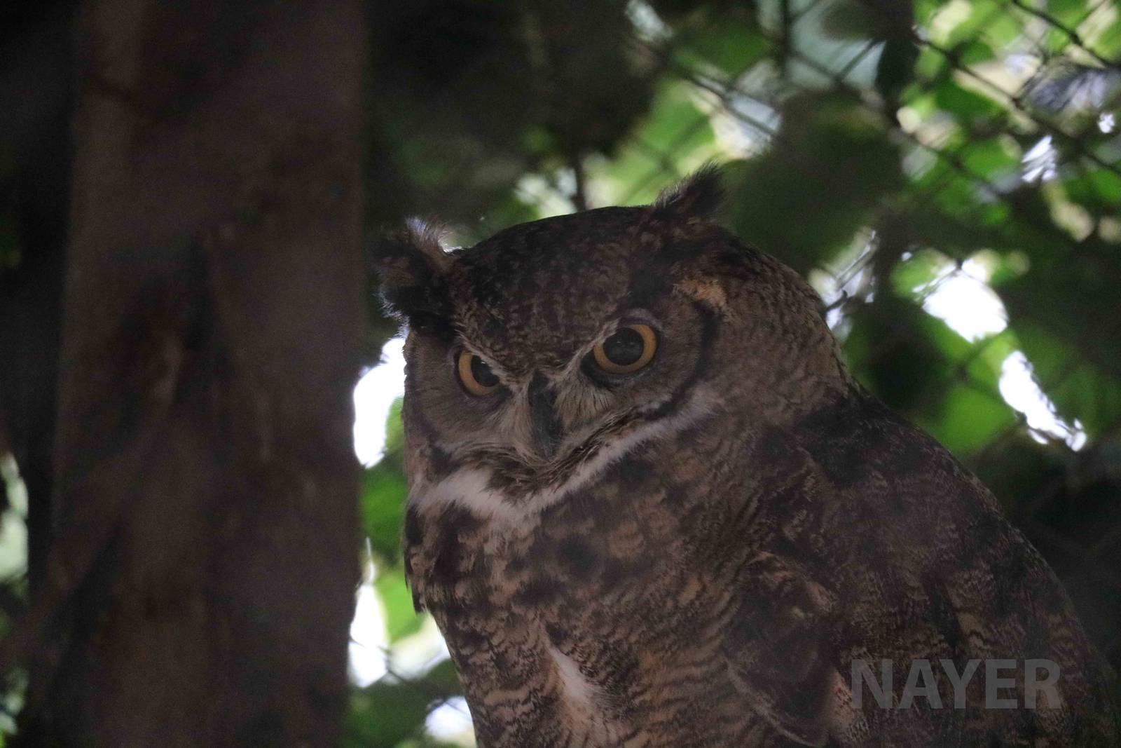 Great-horned owl, March 2016