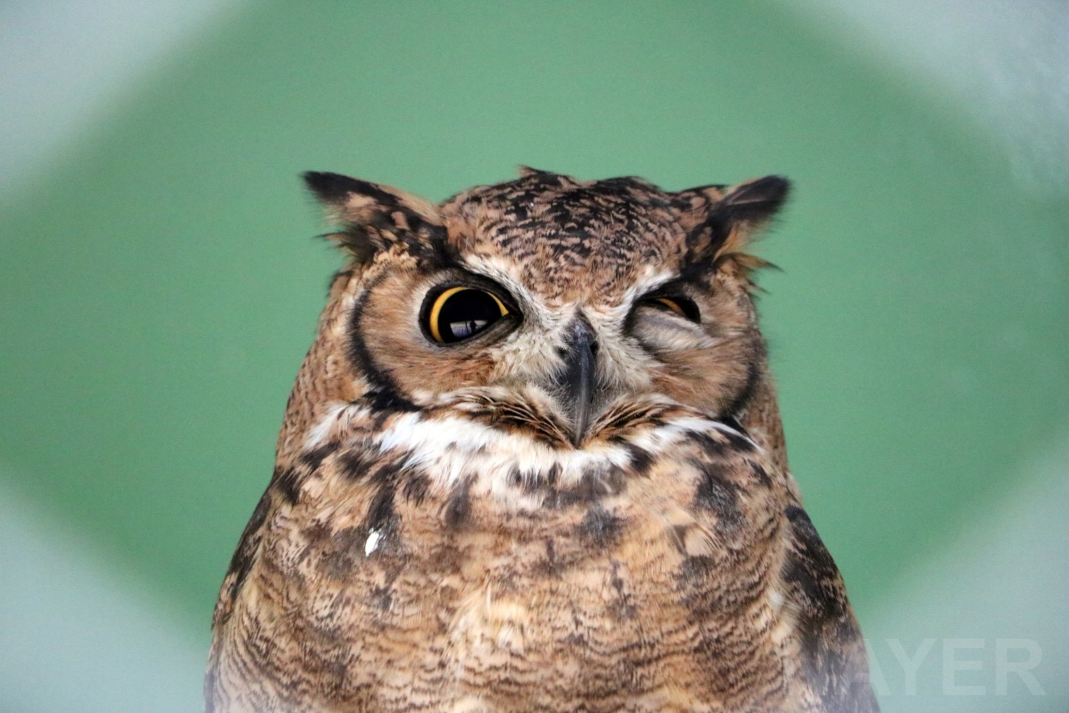 Great horned owl, May 2016