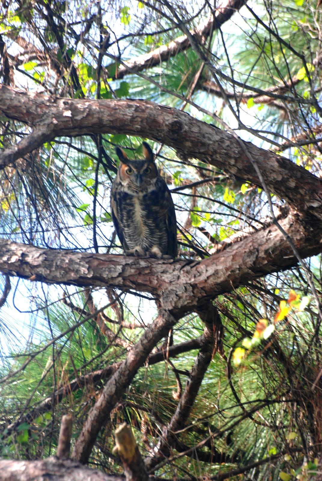 Great Horned Owl, Punta Gorda, October 2013