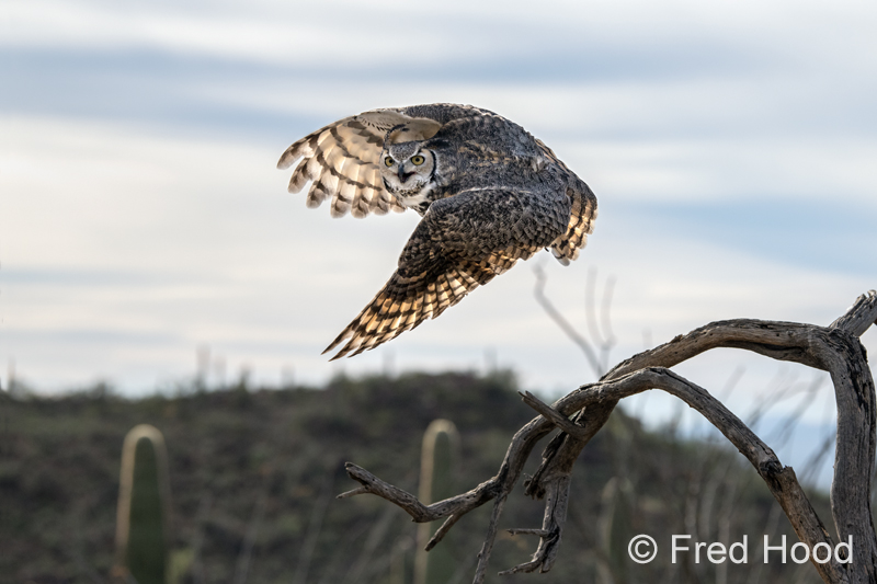 great horned owl (Raptor Free Flight demo)