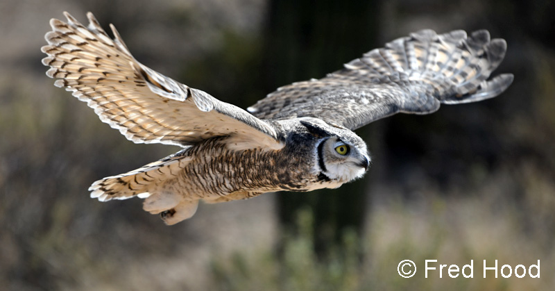 great horned owl (raptor free flight)