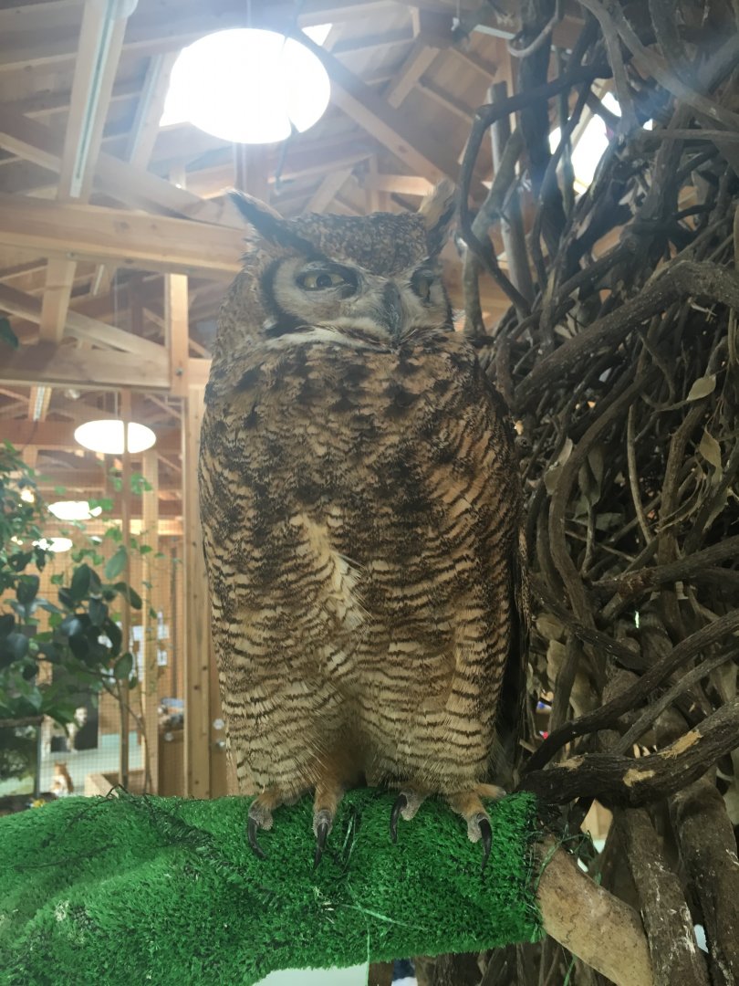 Great horned owl (referred as Magelanian by the park)- Nagasaki Bio Park