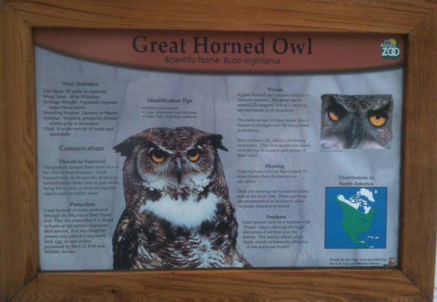 Great Horned Owl Sigm