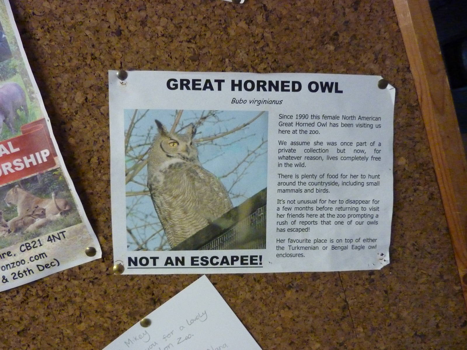 Great horned owl sign - 20th August 2012