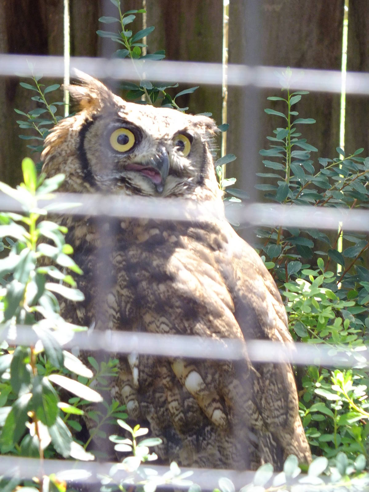 Great Horned Owl- Small Breeds Farm Park and Owl Centre