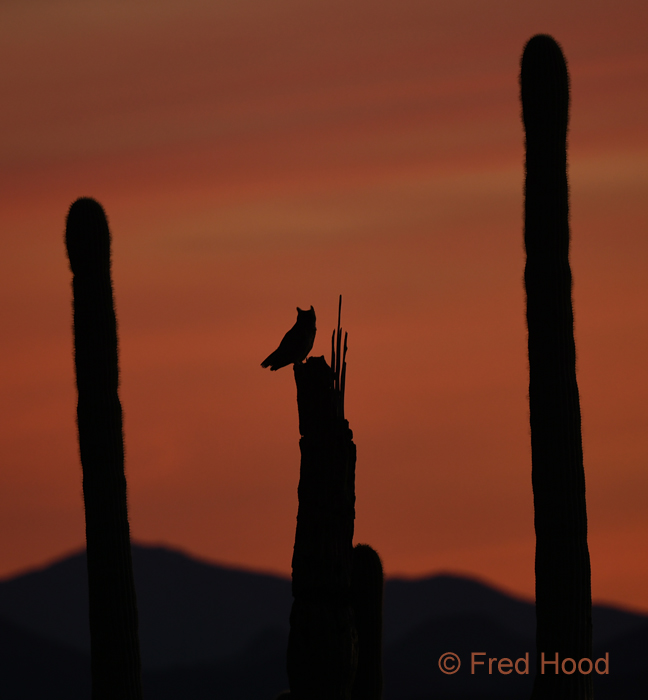 Great Horned Owl (wild)