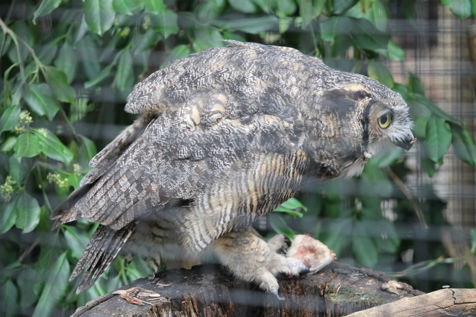 Great Horned Owl with meal