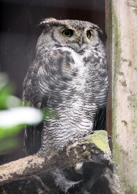 Great horned owl