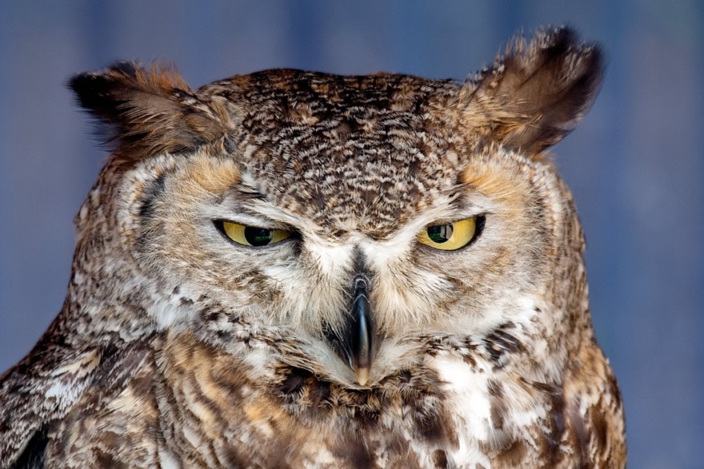 Great Horned Owl