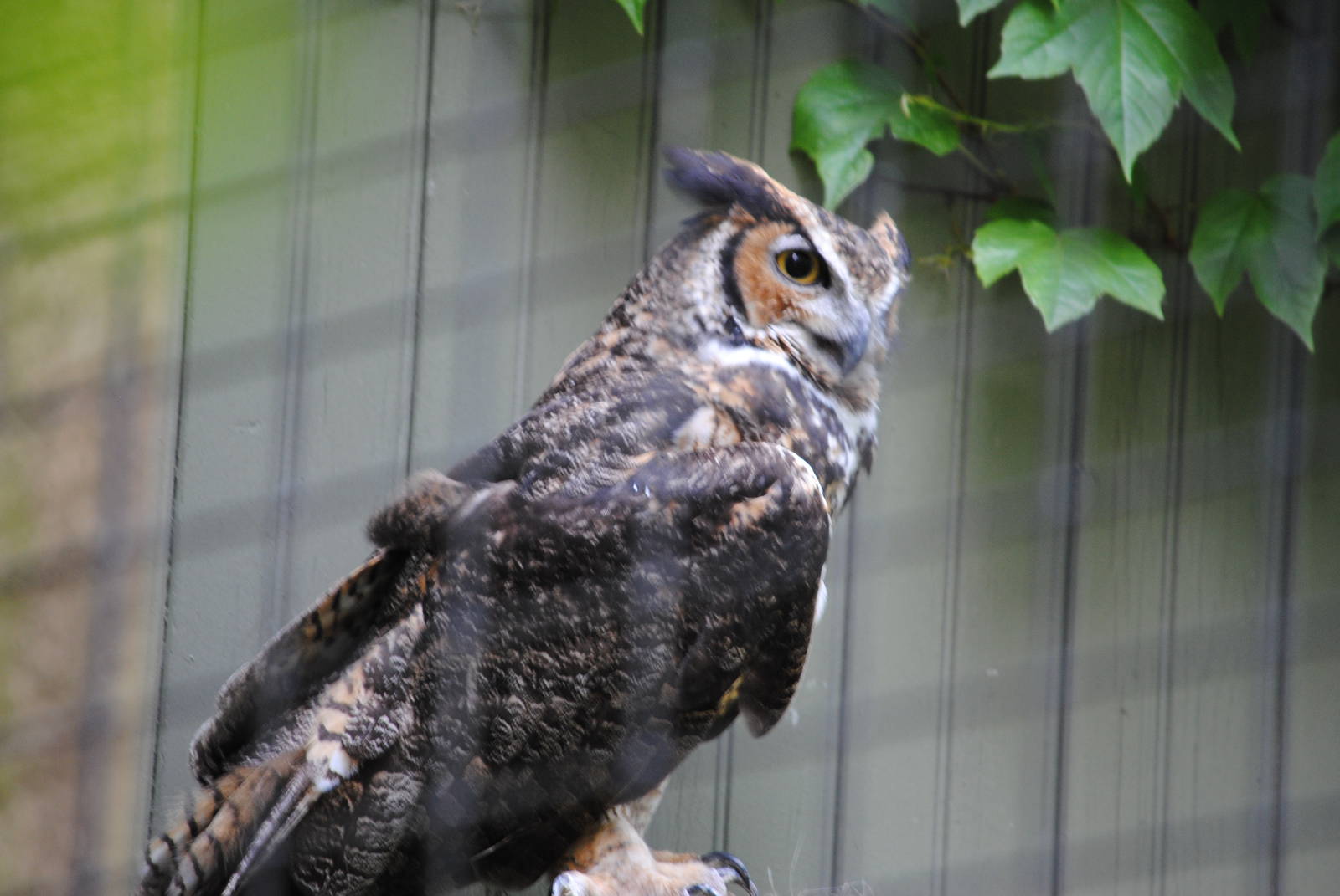 Great Horned Owl