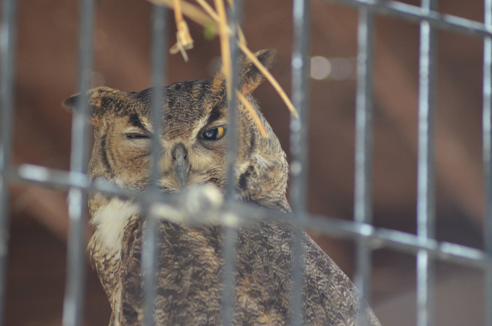 Great Horned Owl