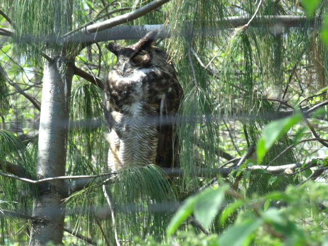 Great Horned Owl
