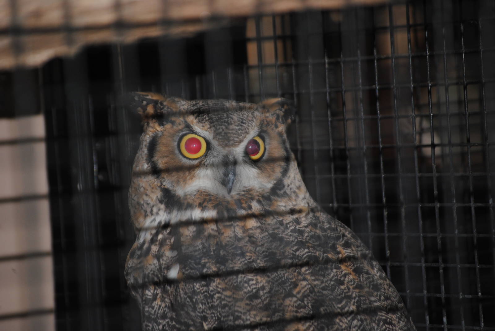 Great Horned Owl