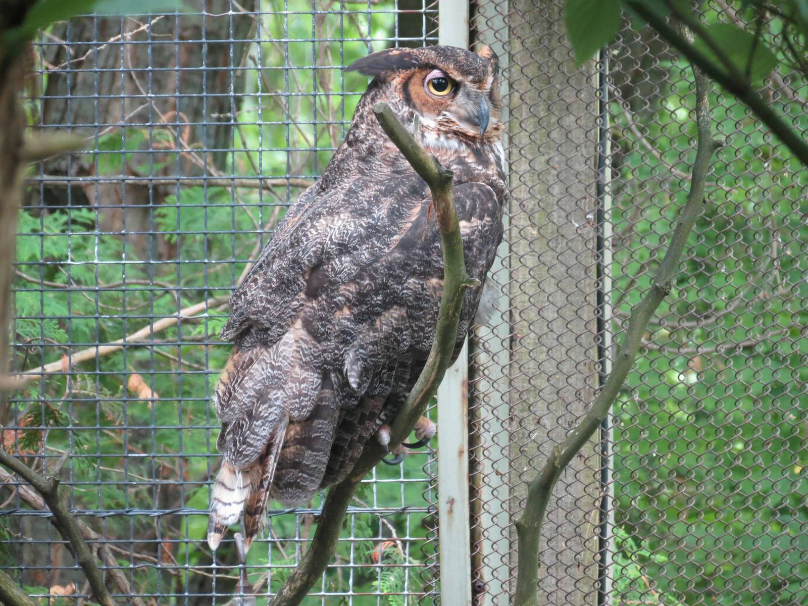Great Horned Owl