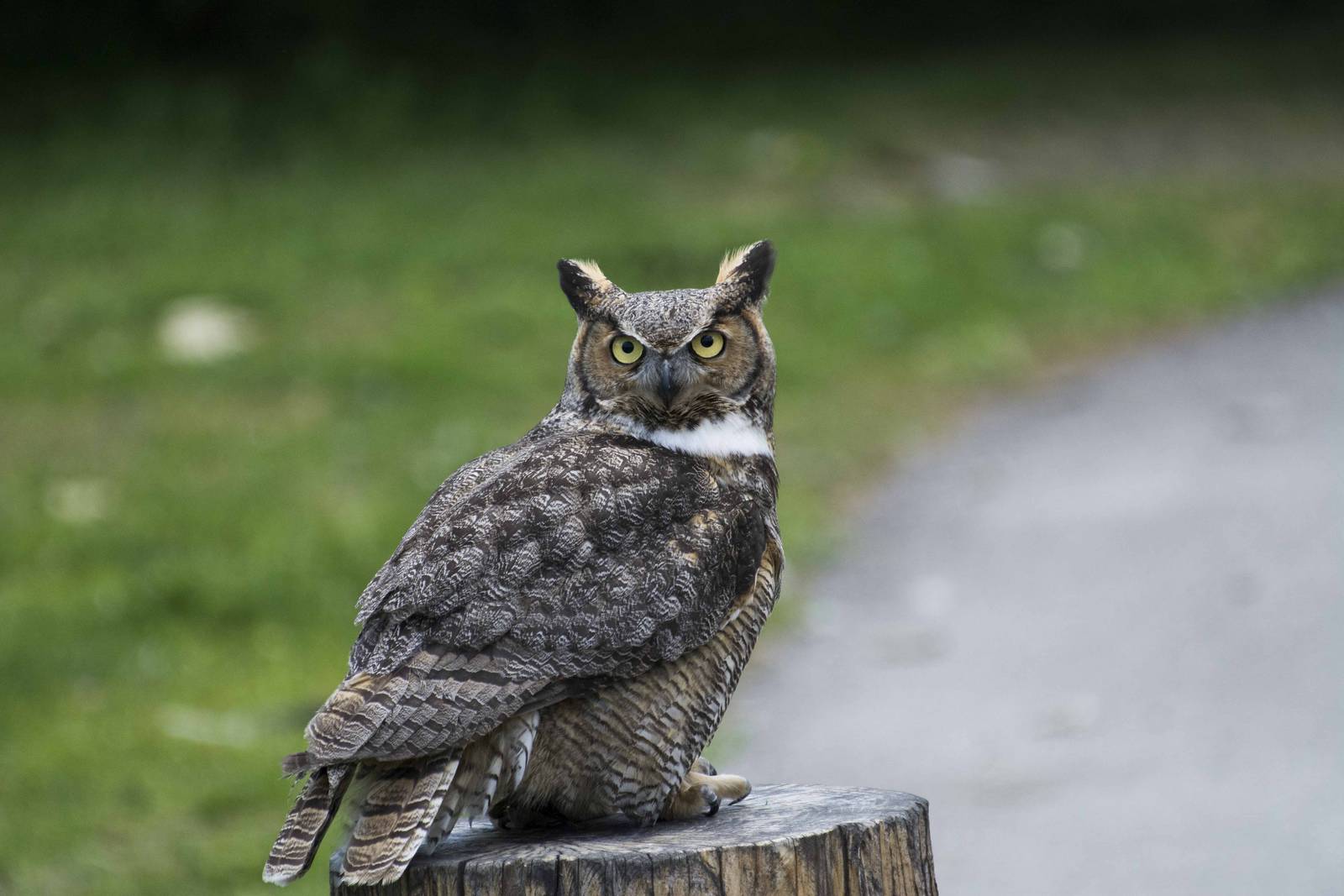 Great Horned Owl