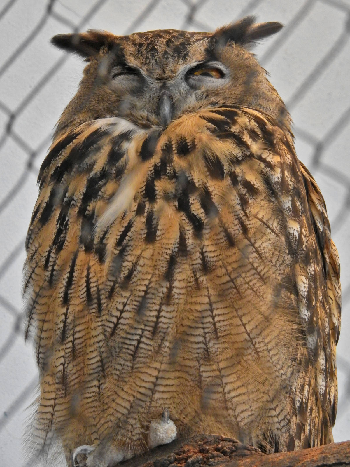 Great Horned Owl