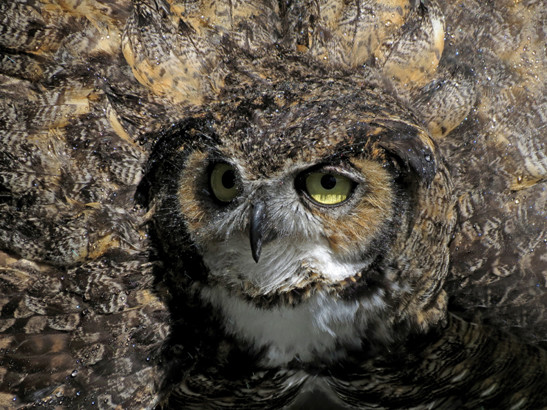 Great Horned Owl
