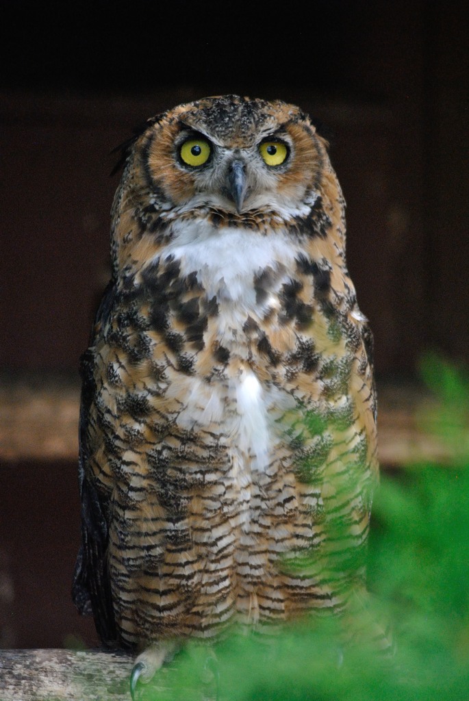 Great horned owl