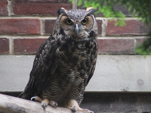 Great Horned Owl
