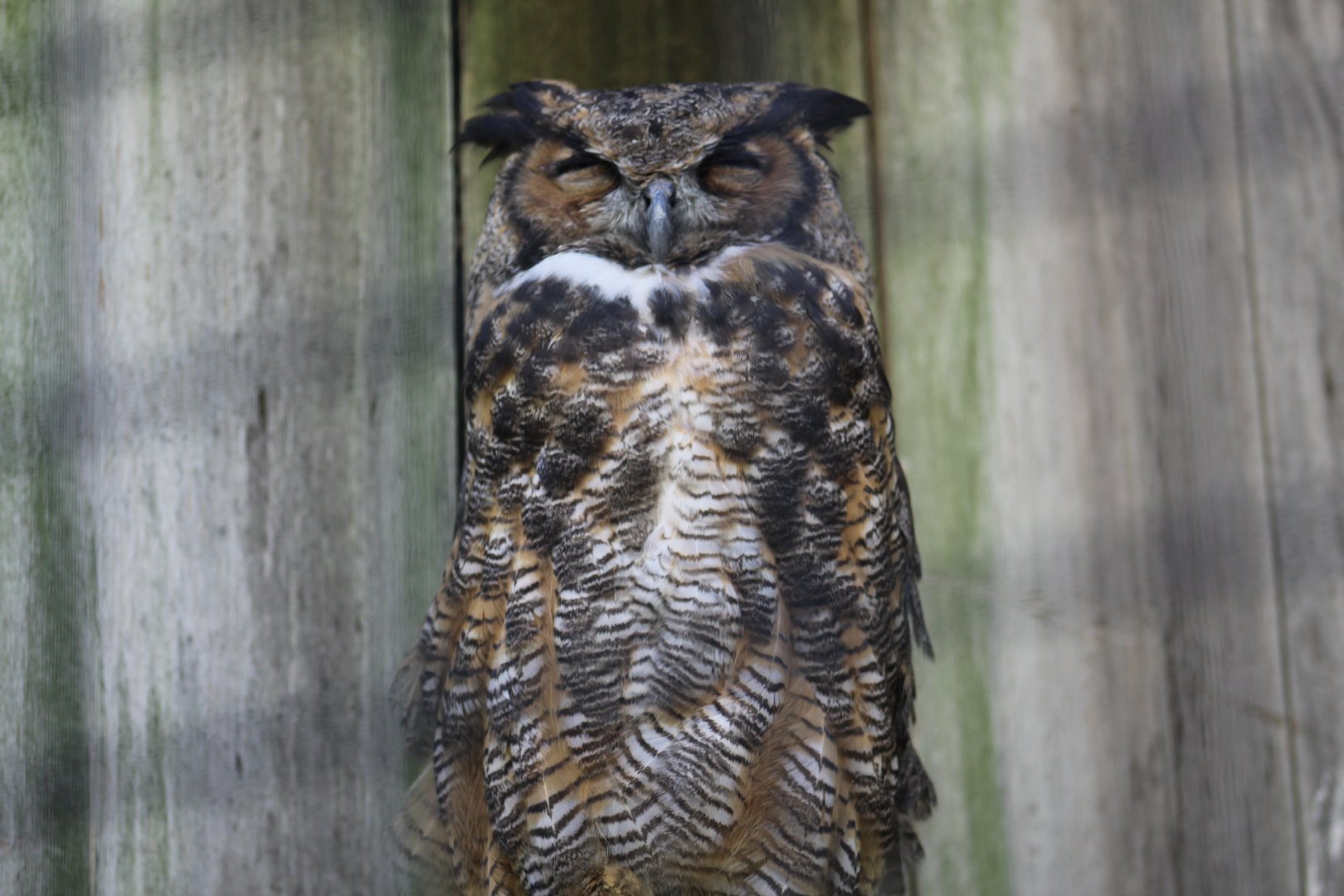 Great Horned Owl
