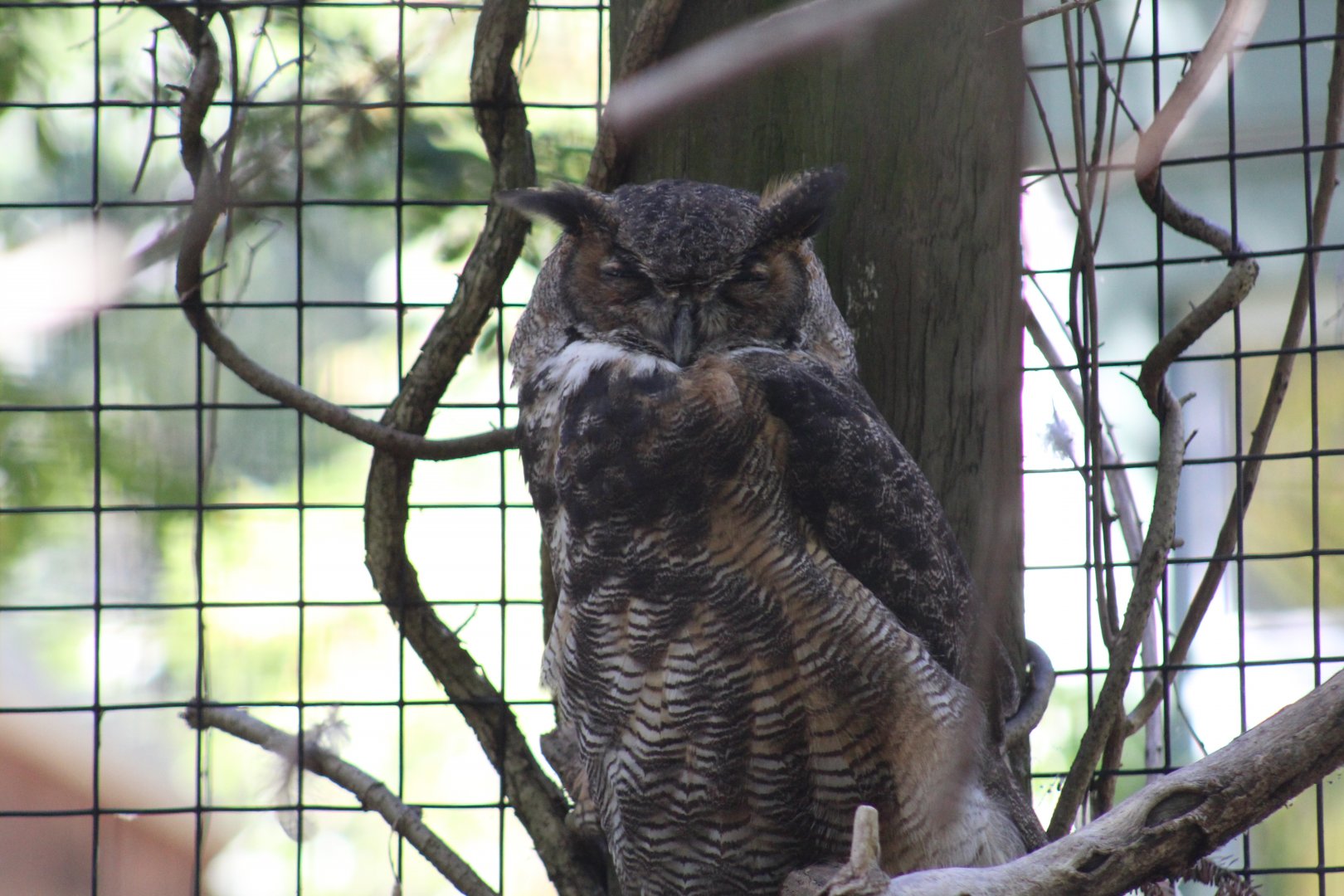 Great Horned Owl