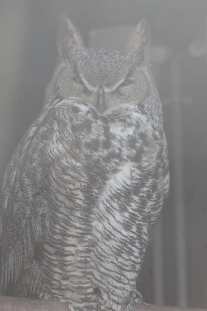 Great horned owl