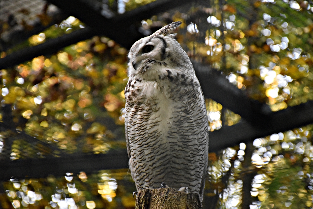 Great horned owl