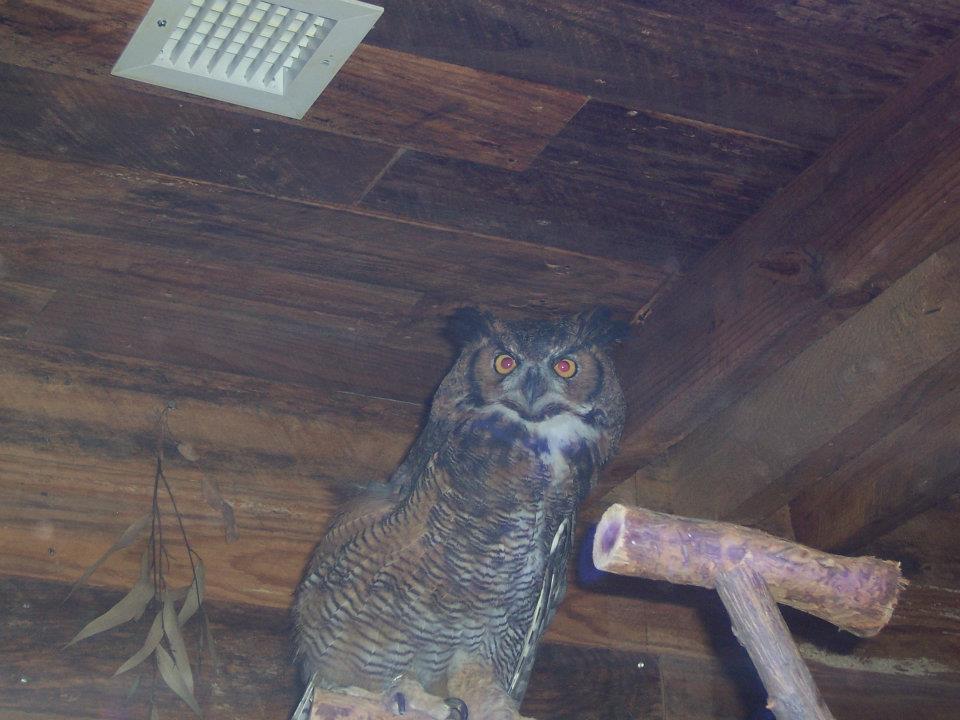 Great horned owl